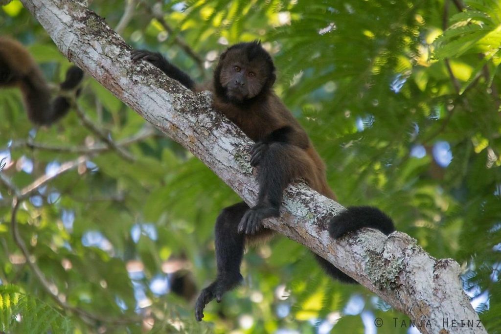 Reserva Natural Vale in Brasilien