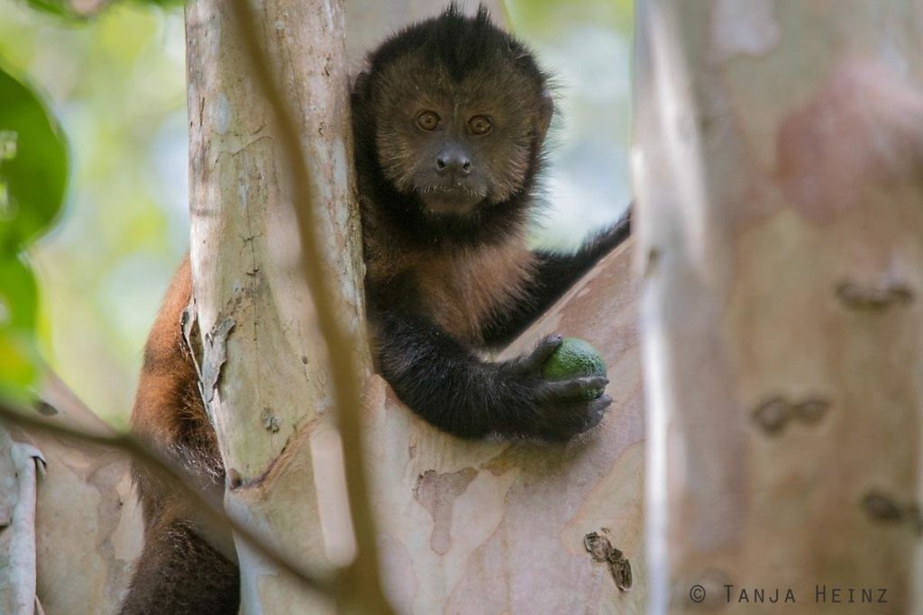 Reserva Natural Vale in Brasilien