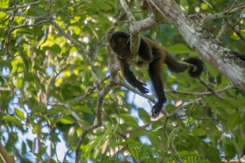 Reserva Natural Vale in Brasilien