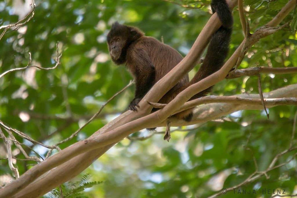 Reserva Natural Vale in Brasilien