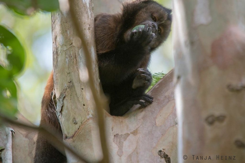 Reserva Natural Vale in Brasilien