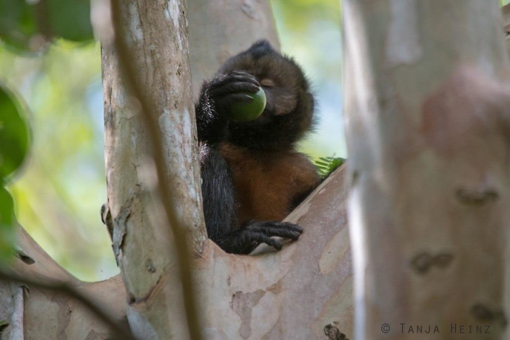 Reserva Natural Vale in Brasilien