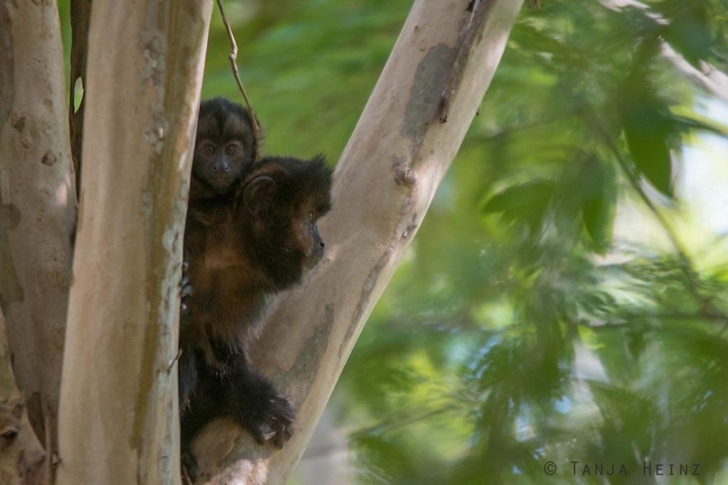 Reserva Natural Vale in Brasilien