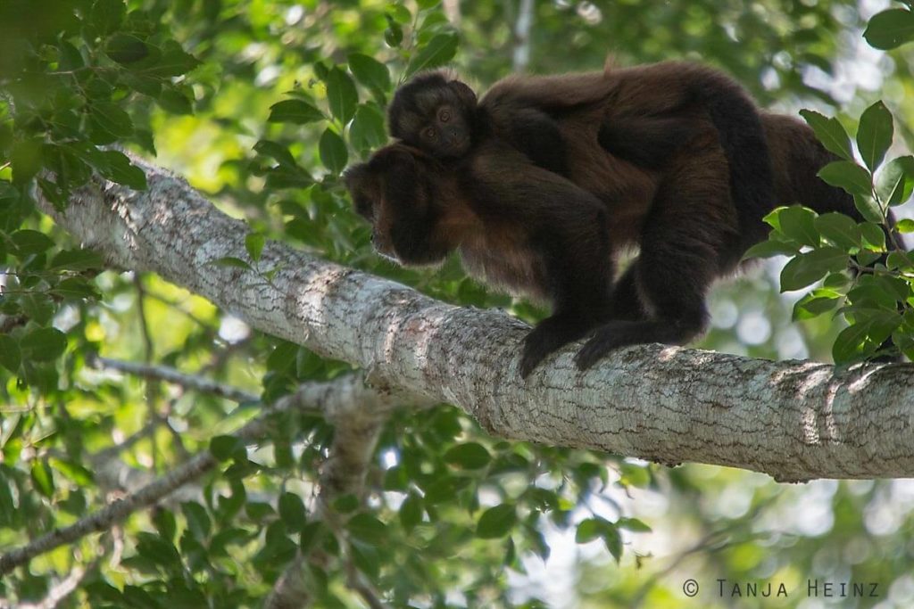 Reserva Natural Vale in Brasilien