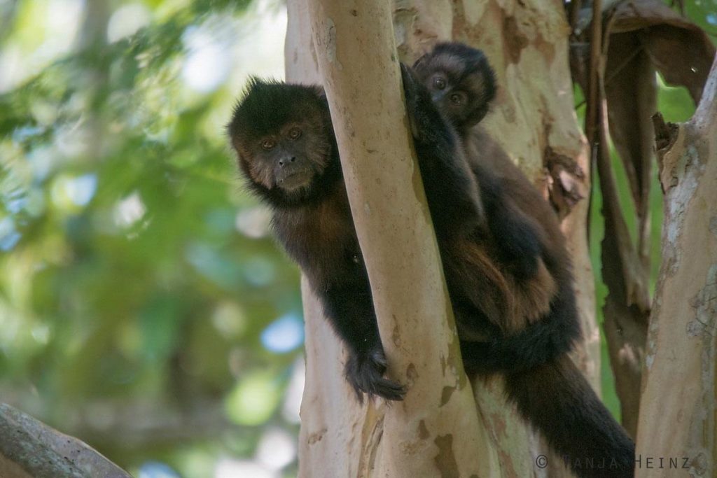 Reserva Natural Vale in Brasilien