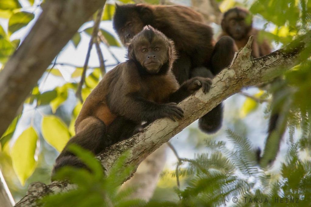 Reserva Natural Vale in Brasilien