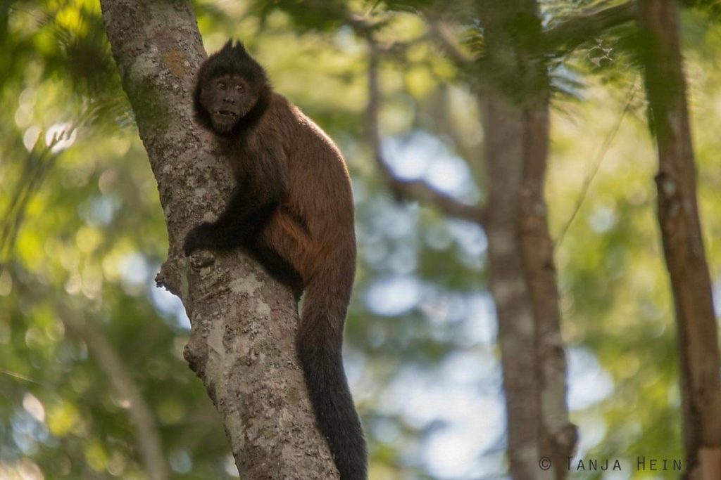 Reserva Natural Vale in Brasilien