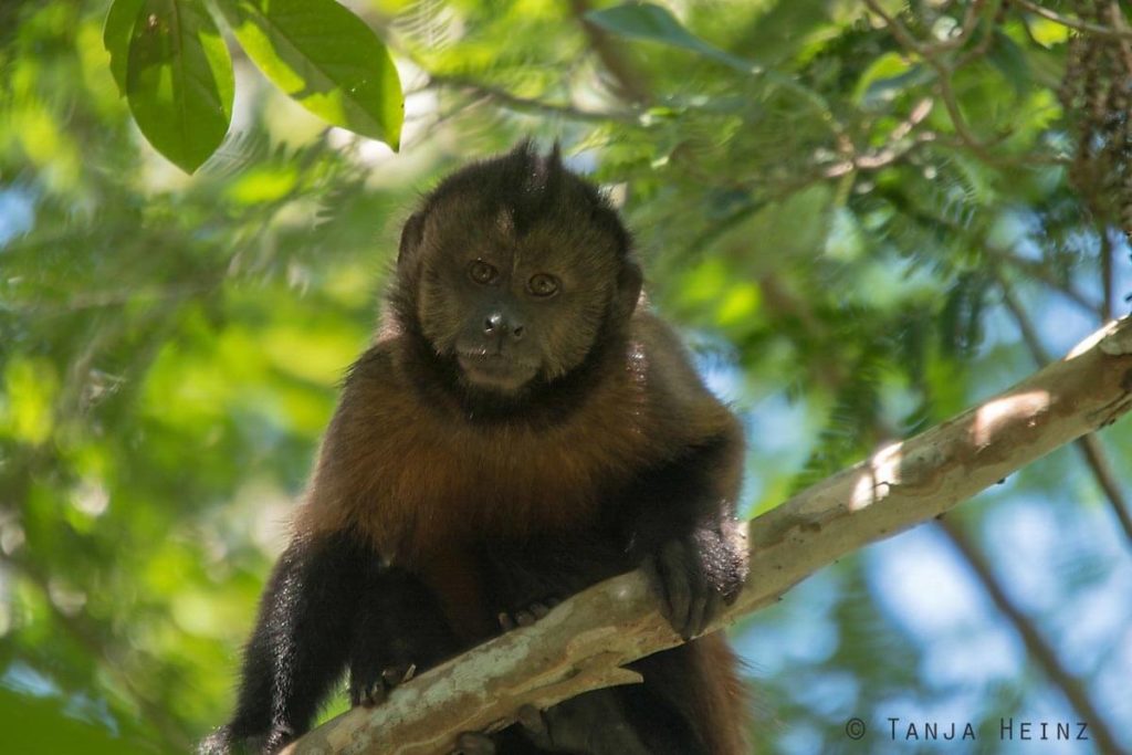 Reserva Natural Vale in Brasilien