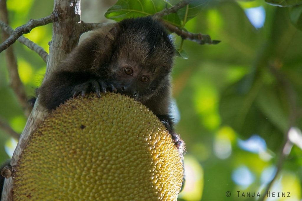 Reserva Natural Vale in Brasilien
