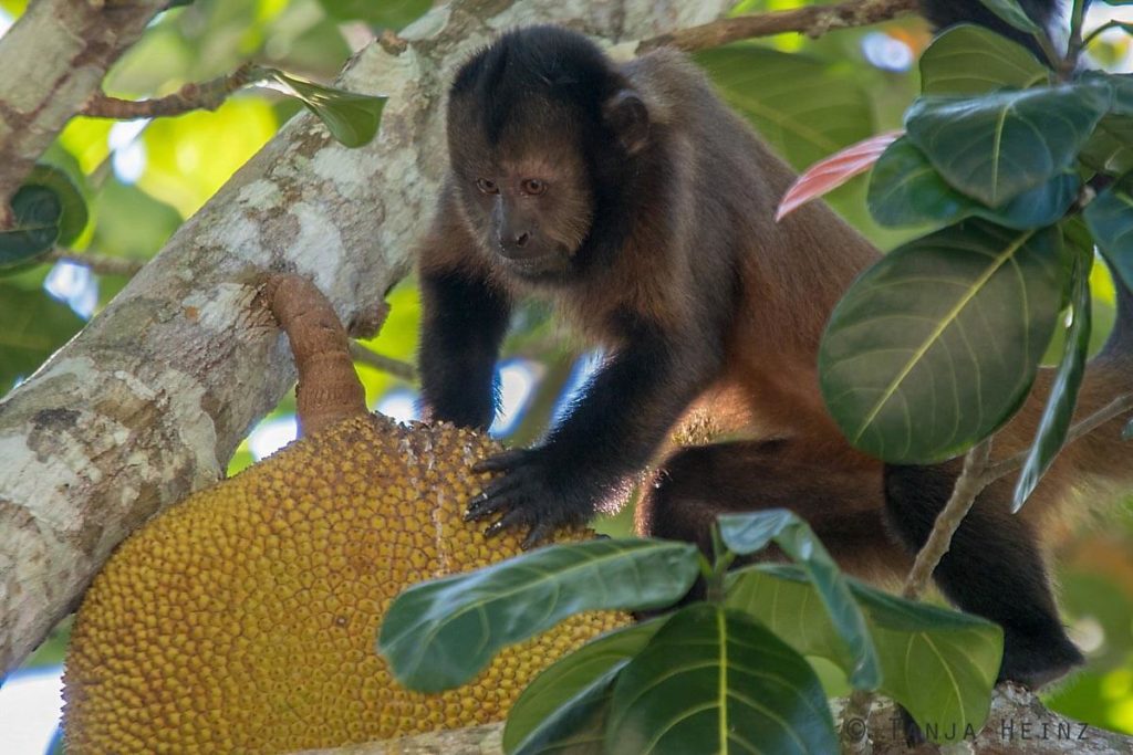 Reserva Natural Vale in Brasilien