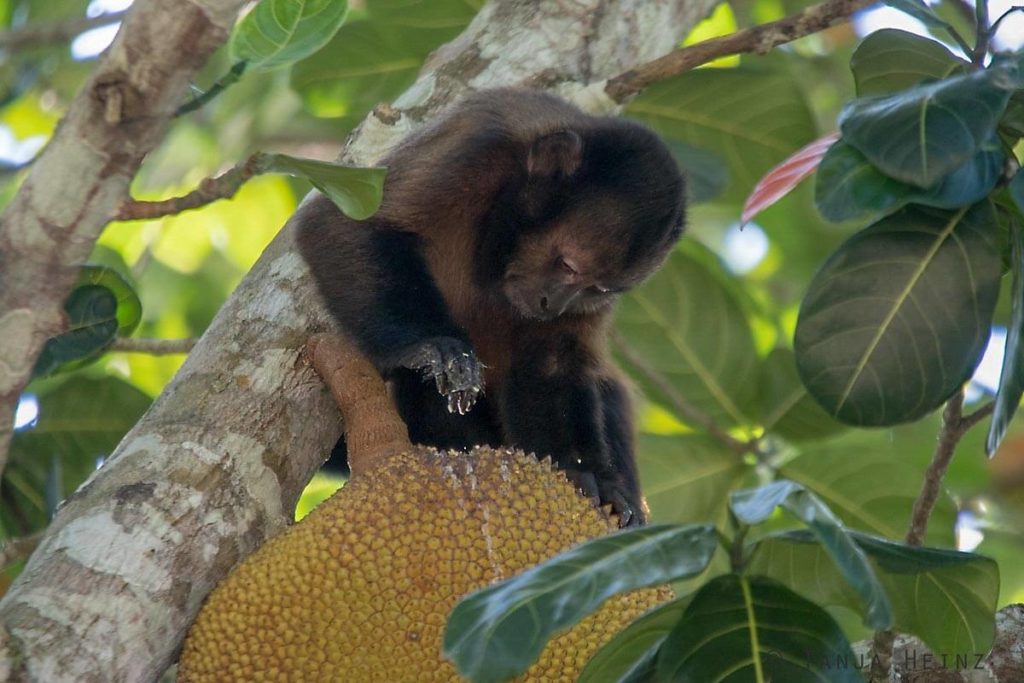 Reserva Natural Vale in Brasilien