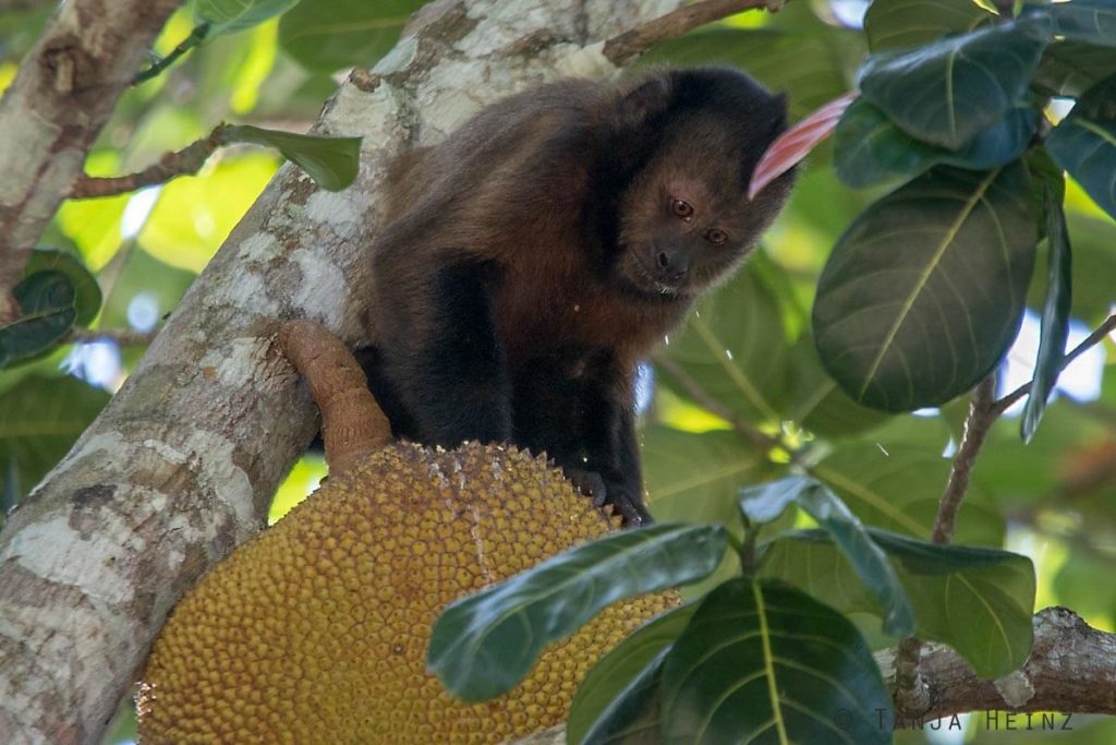 Reserva Natural Vale in Brasilien