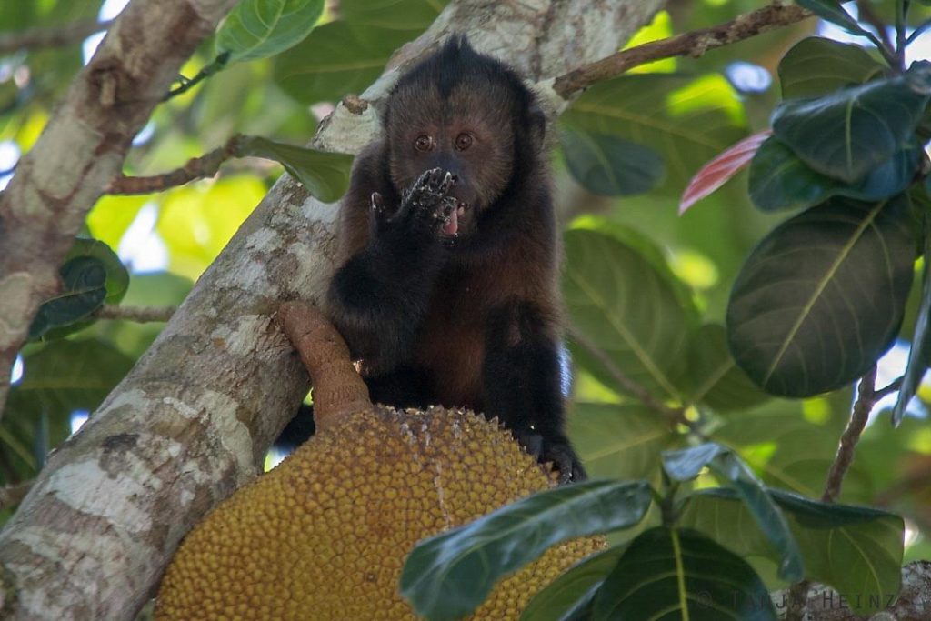 Reserva Natural Vale in Brasilien