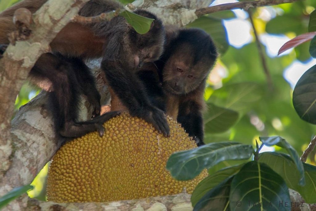 Reserva Natural Vale in Brasilien