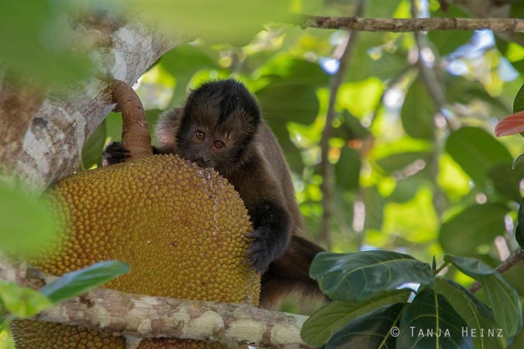 Reserva Natural Vale in Brasilien