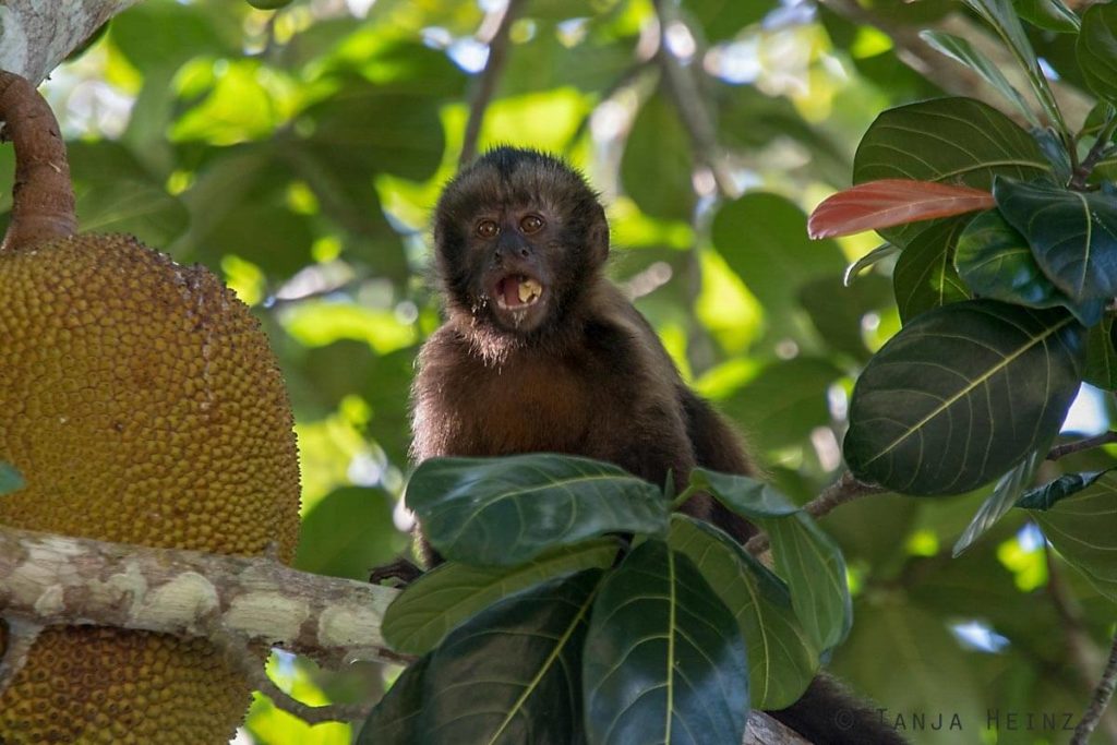 Reserva Natural Vale in Brasilien