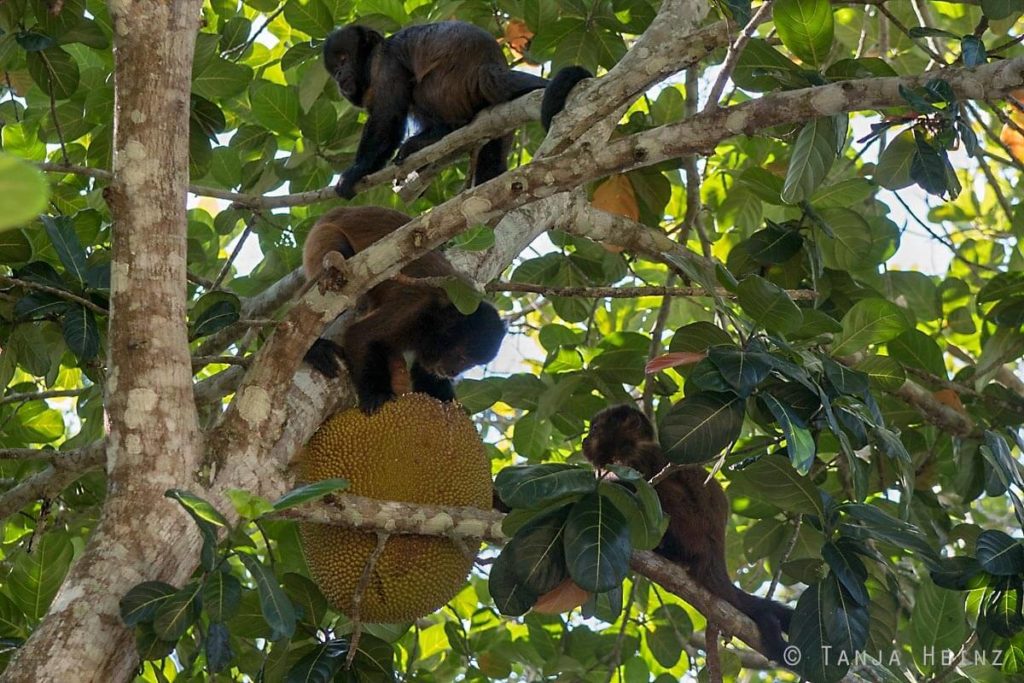 Reserva Natural Vale in Brasilien