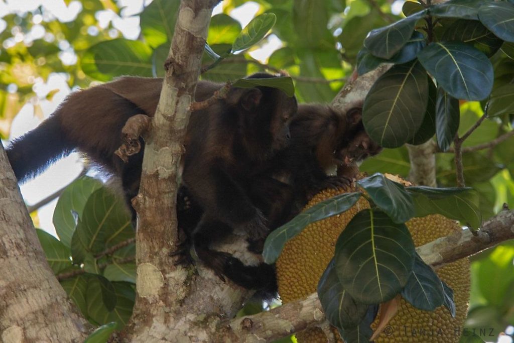 Reserva Natural Vale in Brasilien