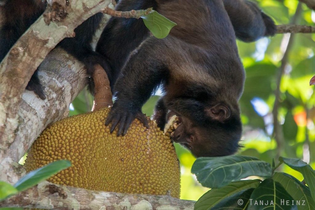 Reserva Natural Vale in Brasilien