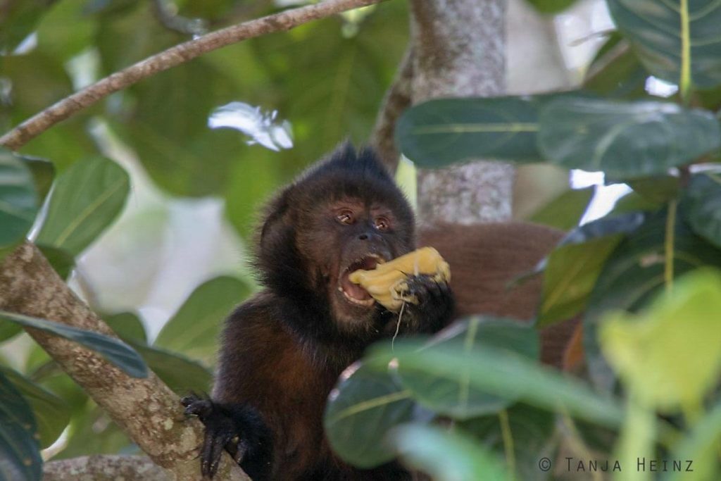 Reserva Natural Vale in Brasilien