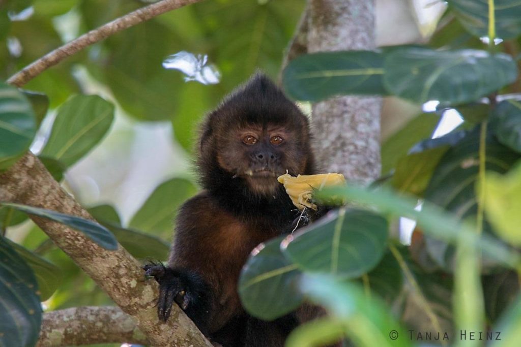 Reserva Natural Vale in Brasilien