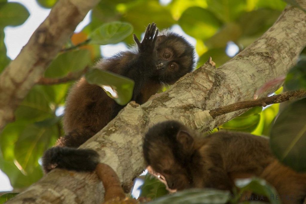 Reserva Natural Vale in Brasilien