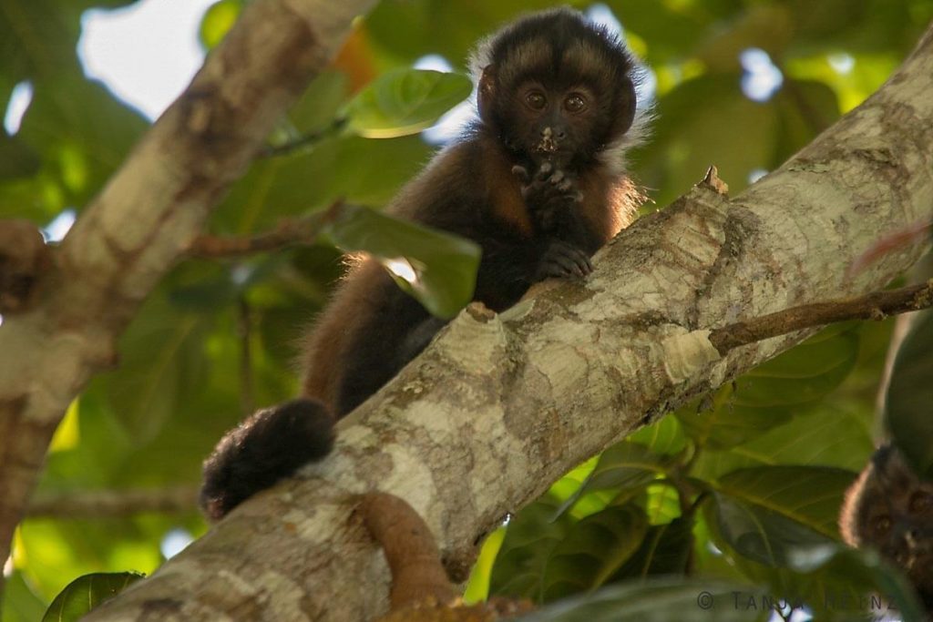 Reserva Natural Vale in Brasilien