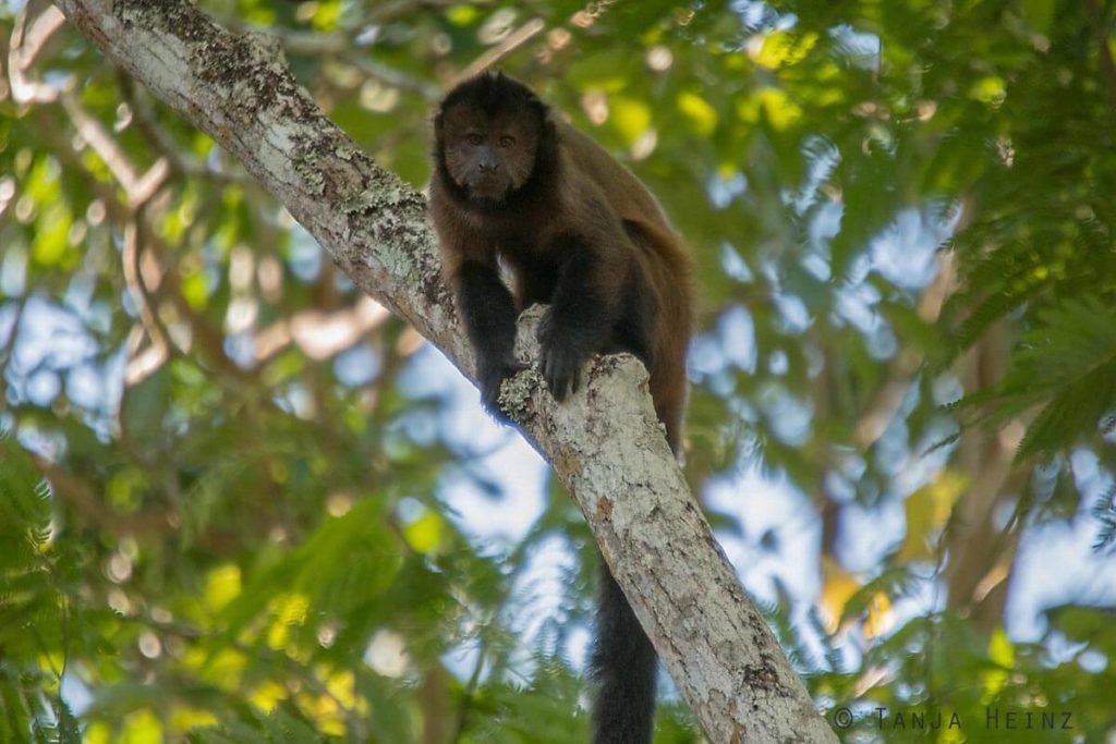 Reserva Natural Vale in Brasilien