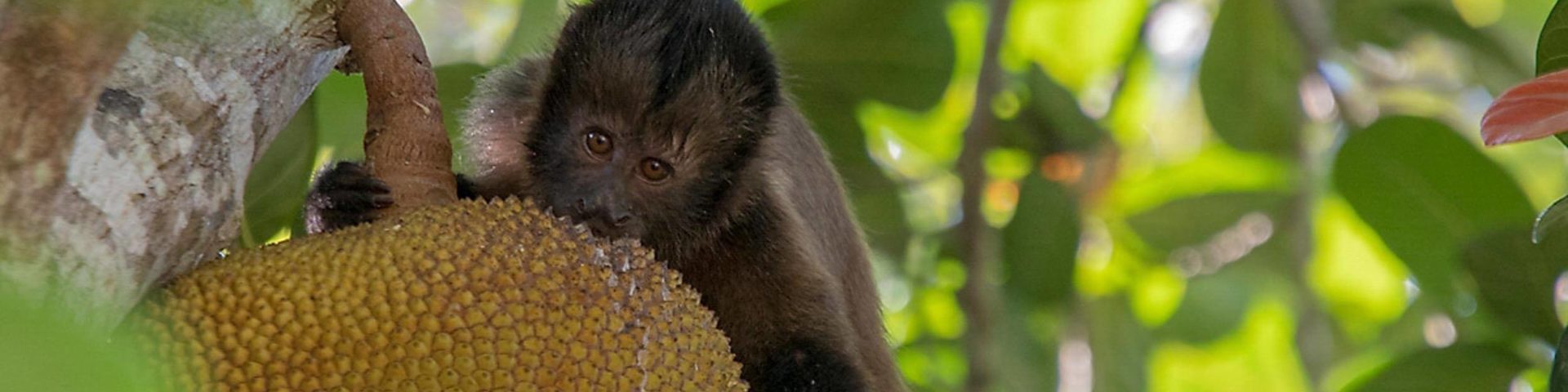 Reserva Natural Vale in Brasilien