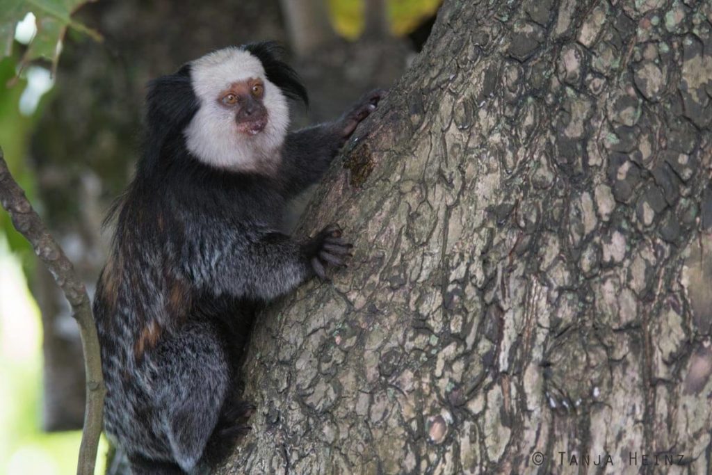 Äffchen