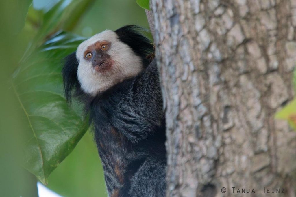 Äffchen