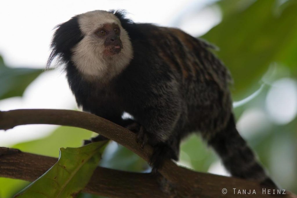 Äffchen