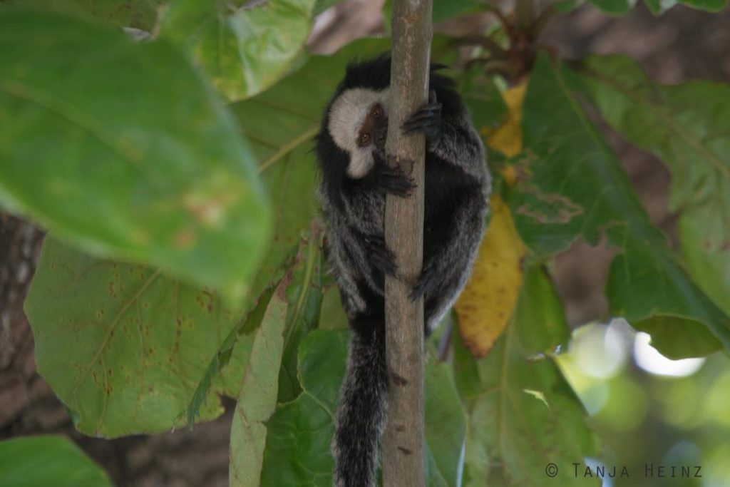 Äffchen