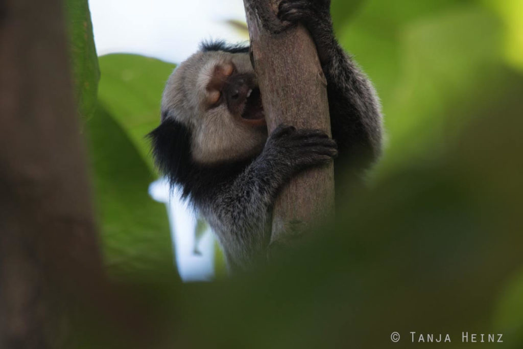 Äffchen