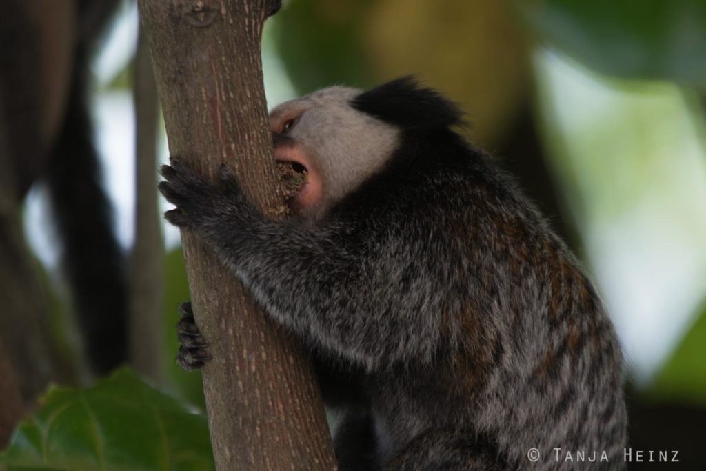 Äffchen