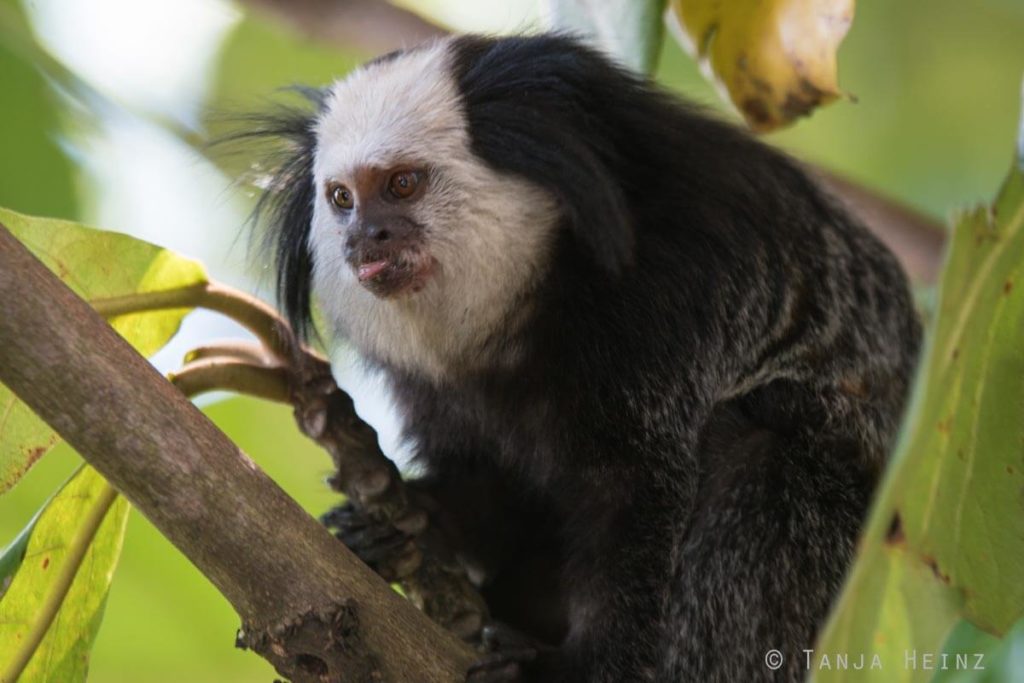 Äffchen