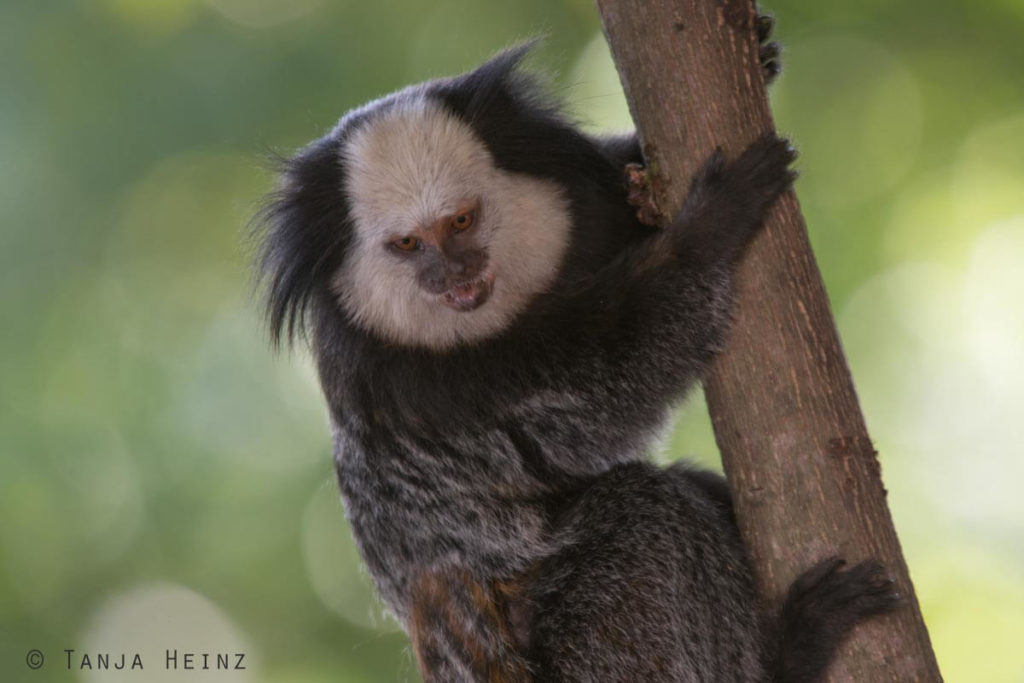 Äffchen