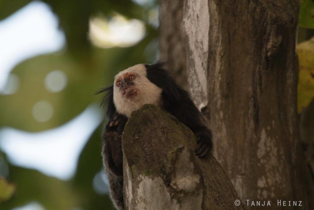 Äffchen