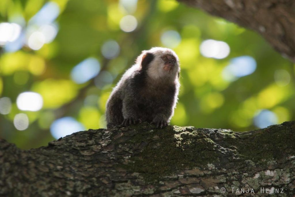 Äffchen
