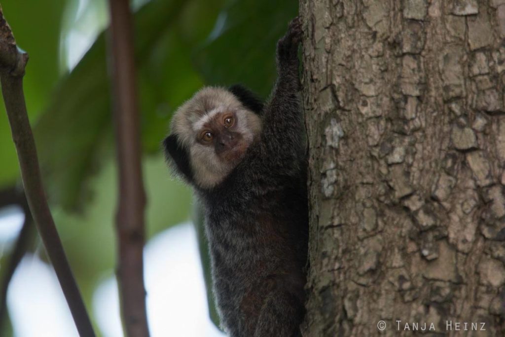 Äffchen