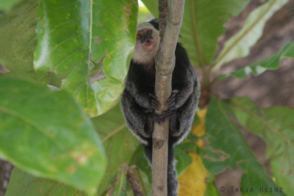 Äffchen
