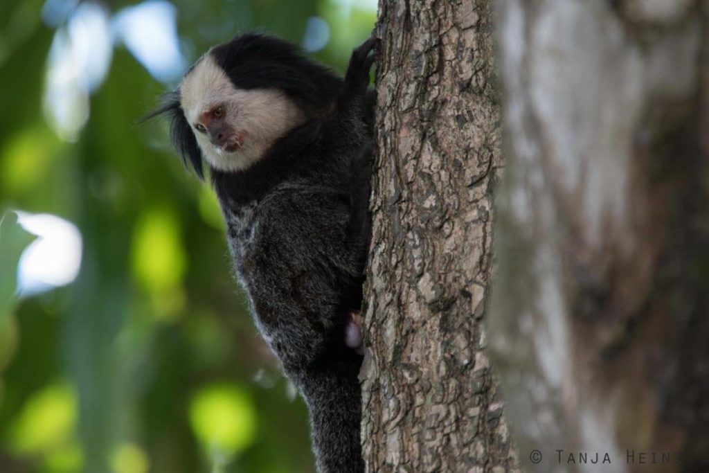Äffchen