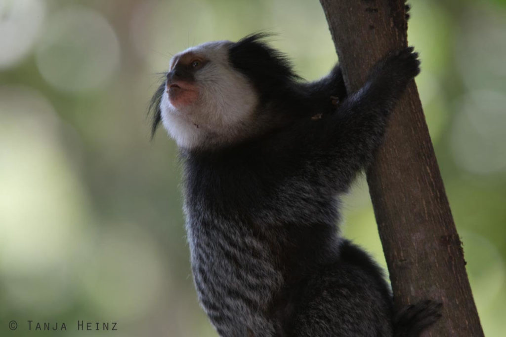 Äffchen