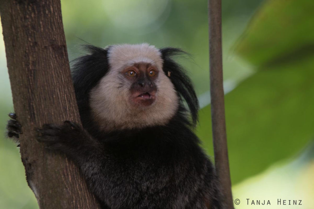 Äffchen