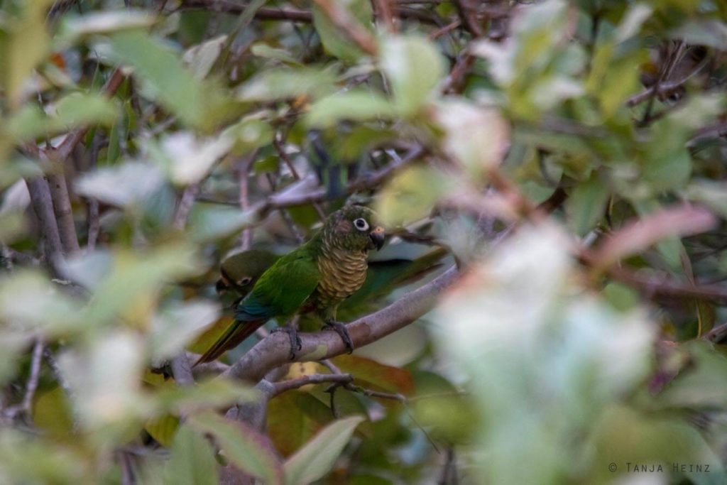Vogelwelt Brasiliens