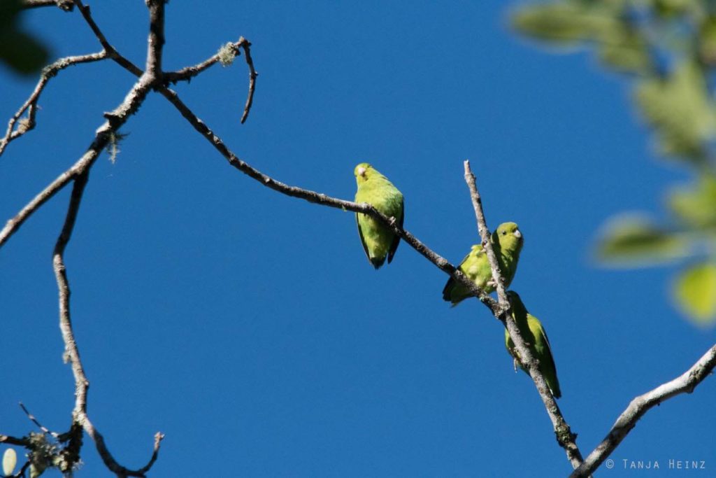 Brasiliens Vogelwelt