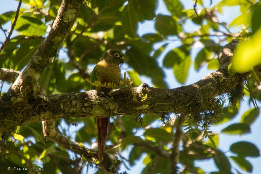 Brasiliens Vogelwelt