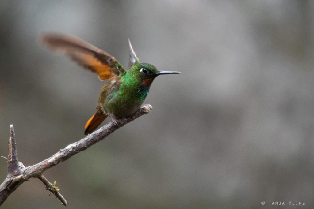 Brasiliens Vogelwelt