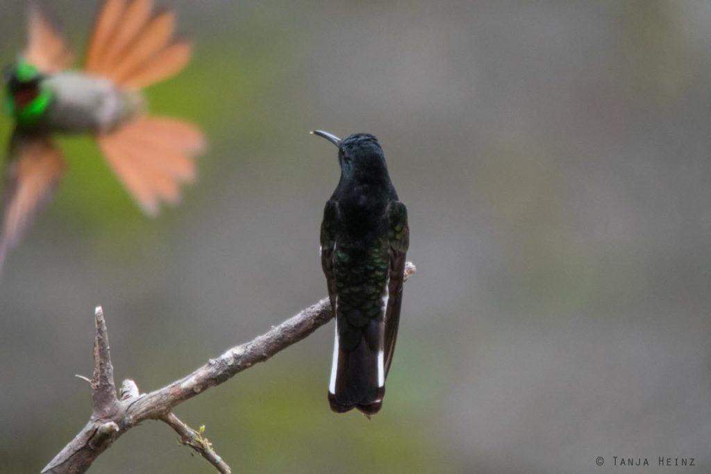 Brasiliens Vogelwelt 