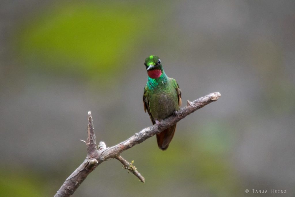 Brasiliens Vogelwelt